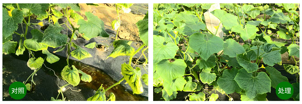 領(lǐng)先生物海葆素讓作物“吃”上深海新營養(yǎng) 領(lǐng)先生物海葆素讓作物“吃”上深海新營養(yǎng)