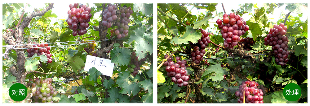 柯加力大量元素水溶肥應用案例 柯加力大量元素水溶肥應用案例