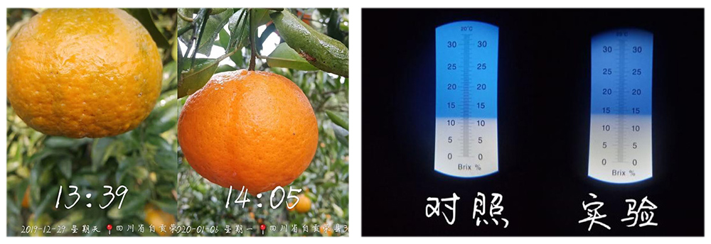 柯加力大量元素水溶肥應用案例 柯加力大量元素水溶肥應用案例